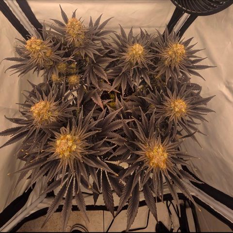 Biscotti 🍪☕️ growlog timeline photo