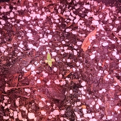 Big Bud growlog photo: Transplanted to fabric pot