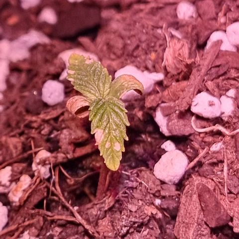 Big Bud growlog photo: 1 of 3 going well, the other 2 struggling a bit