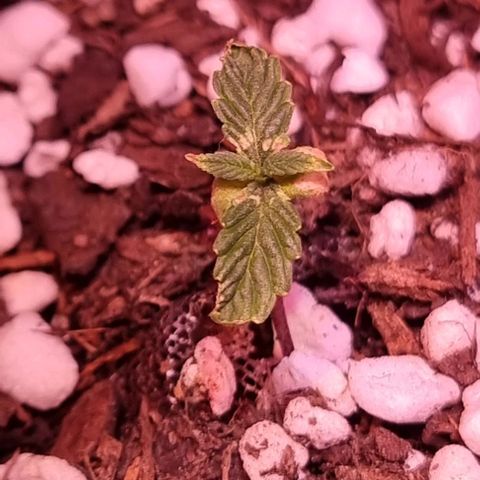 Big Bud growlog photo: 1 of 3 going well, the other 2 struggling a bit