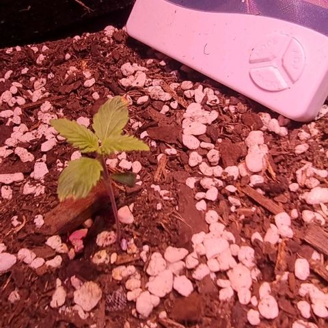Big Bud growlog photo: 1 of 3 going well, the other 2 struggling a bit