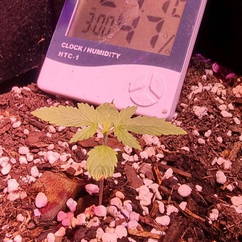Big Bud growlog timeline photo