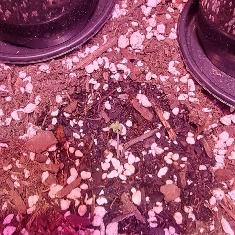 Big Bud growlog photo: Recently sprouted 2 more