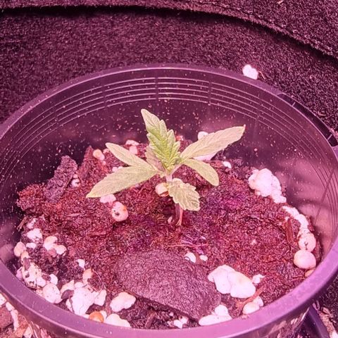 Big Bud growlog photo: Recently sprouted 2 more