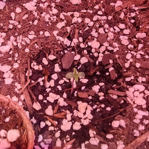 Big Bud growlog photo: Recently sprouted 2 more
