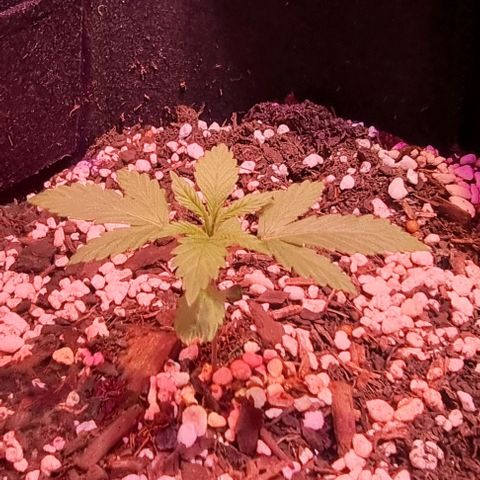 Big Bud growlog photo: Recently sprouted 2 more
