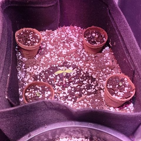 Big Bud growlog timeline photo