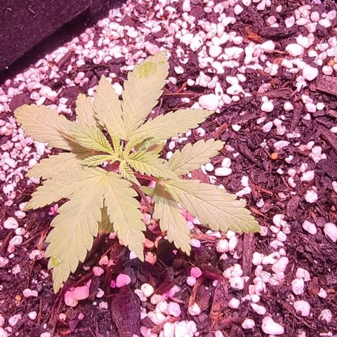Big Bud growlog timeline photo