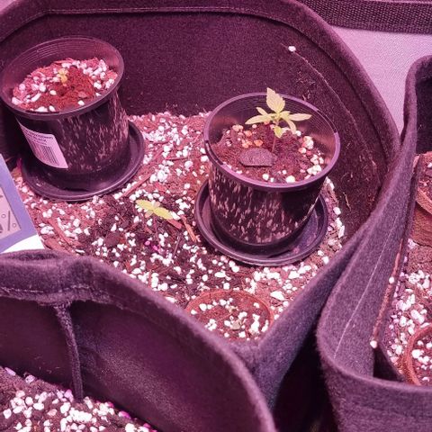 Big Bud growlog timeline photo