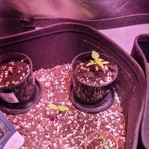 Big Bud growlog timeline photo