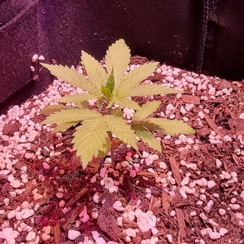 Big Bud growlog timeline photo