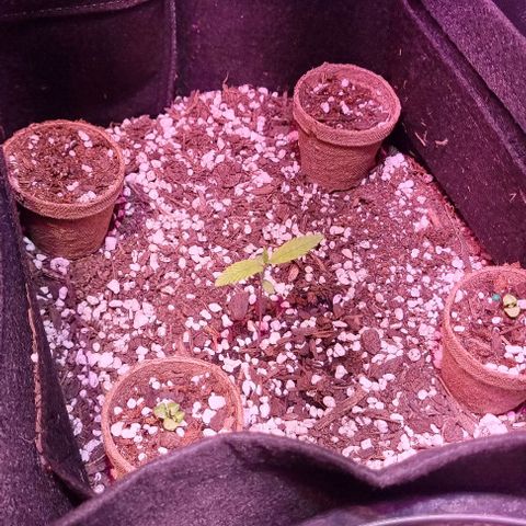 Big Bud growlog timeline photo
