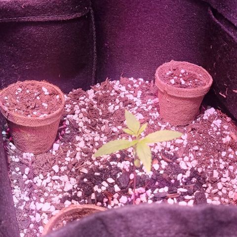Big Bud growlog timeline photo