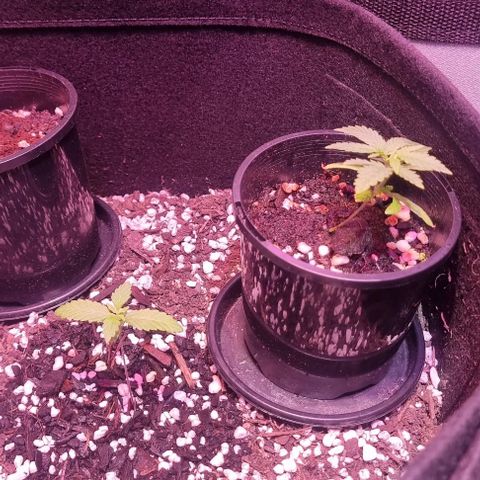 Big Bud growlog timeline photo
