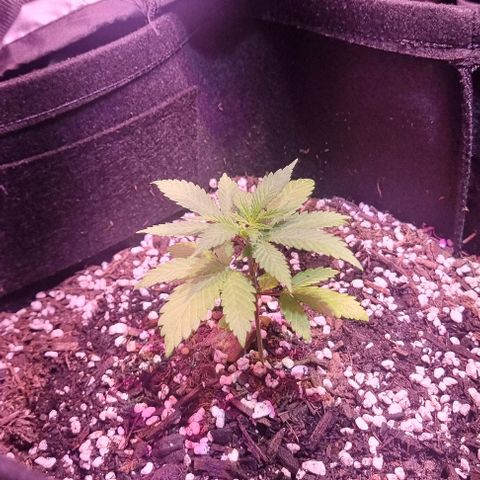 Big Bud growlog timeline photo