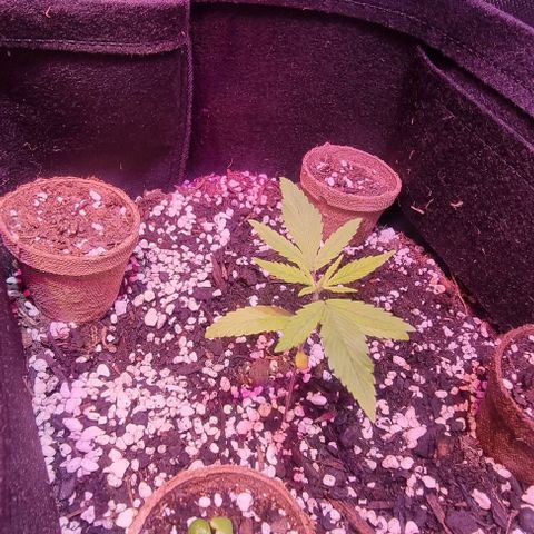 Big Bud growlog photo: Water with small amount of part a and b and mollases
