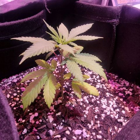 Big Bud growlog photo: Water with small amount of part a and b and mollases