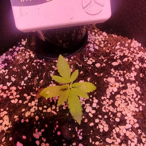 Big Bud growlog photo: Water with small amount of part a and b and mollases
