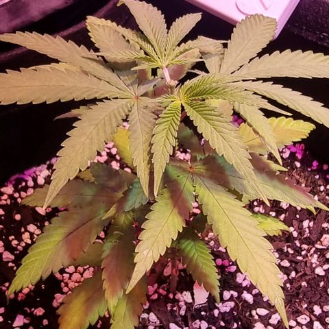 Big Bud growlog photo: Topped the bigger one. Basis A and B fed on 15th, start-r just arrived on 16th and fed 1ml per 1L, also a small amount of seasol
