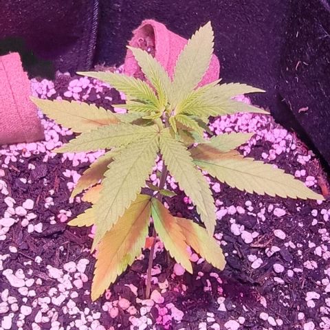 Big Bud growlog photo: Topped the bigger one. Basis A and B fed on 15th, start-r just arrived on 16th and fed 1ml per 1L, also a small amount of seasol