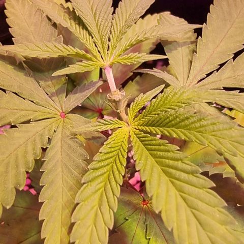 Big Bud growlog photo: Topped the bigger one. Basis A and B fed on 15th, start-r just arrived on 16th and fed 1ml per 1L, also a small amount of seasol
