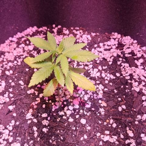 Big Bud growlog photo: Topped the bigger one. Basis A and B fed on 15th, start-r just arrived on 16th and fed 1ml per 1L, also a small amount of seasol