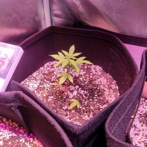 Big Bud growlog timeline photo