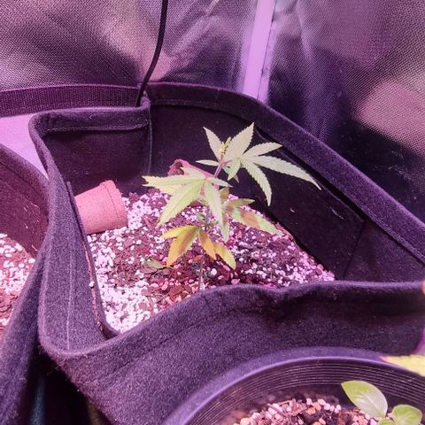 Big Bud growlog timeline photo