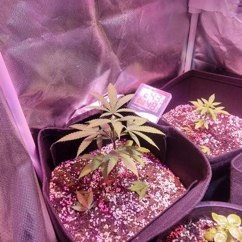 Big Bud growlog timeline photo