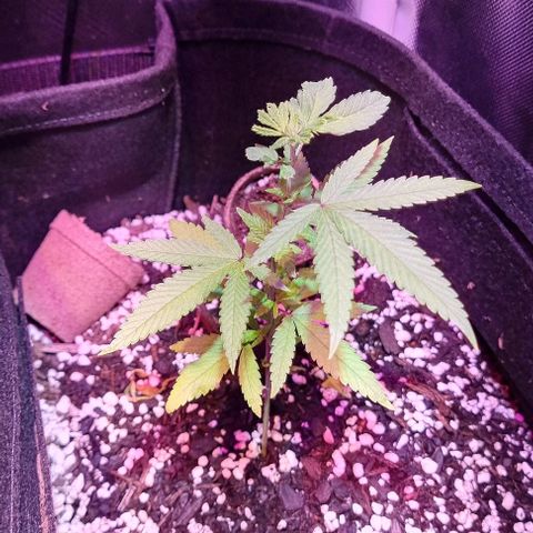 Big Bud growlog timeline photo