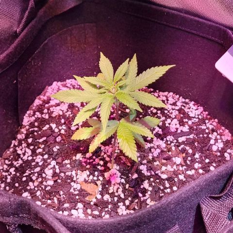 Big Bud growlog timeline photo