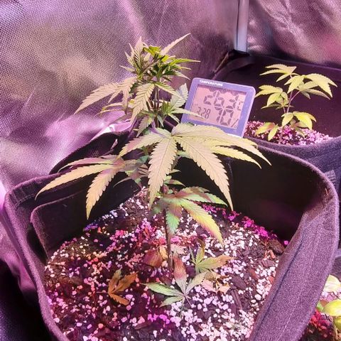 Big Bud growlog photo: Water with seasol and calmag, some molasses as always