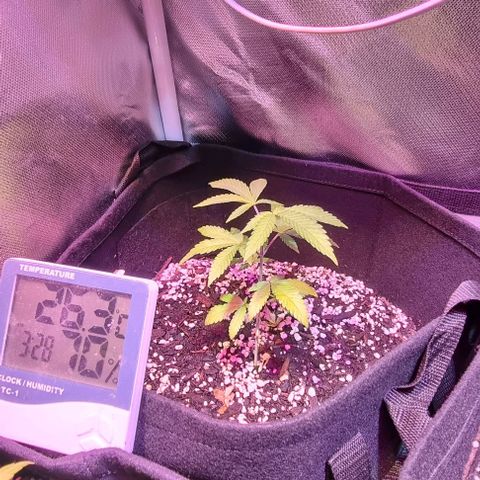 Big Bud growlog photo: Water with seasol and calmag, some molasses as always