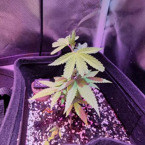 Big Bud growlog photo: Water with seasol and calmag, some molasses as always