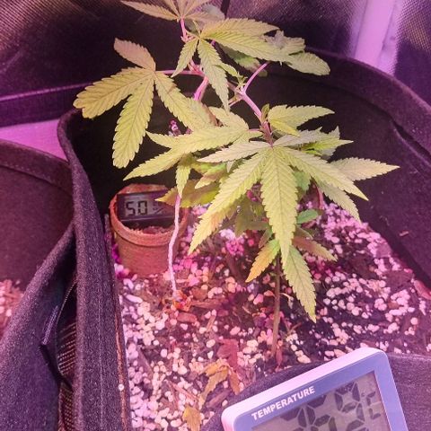 Big Bud growlog photo: Started tying down yesterday 