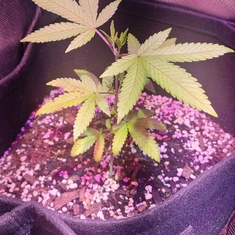 Big Bud growlog photo: Started tying down yesterday 