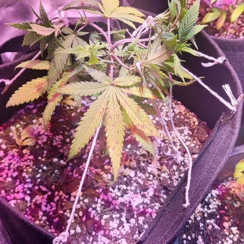 Big Bud growlog photo: Started tying down yesterday 
