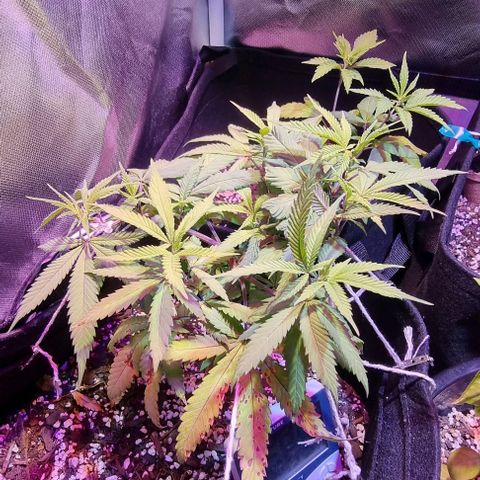Big Bud growlog timeline photo
