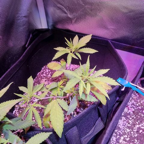 Big Bud growlog timeline photo