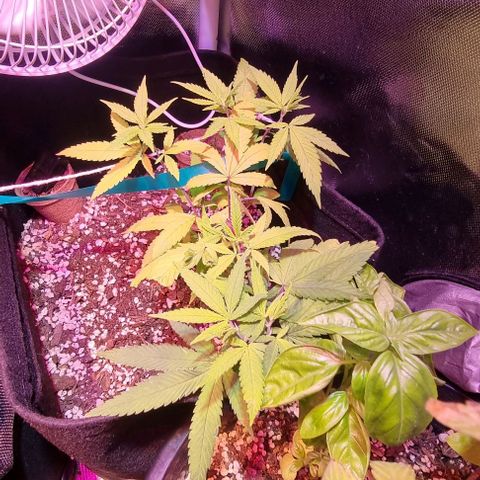 Big Bud growlog timeline photo
