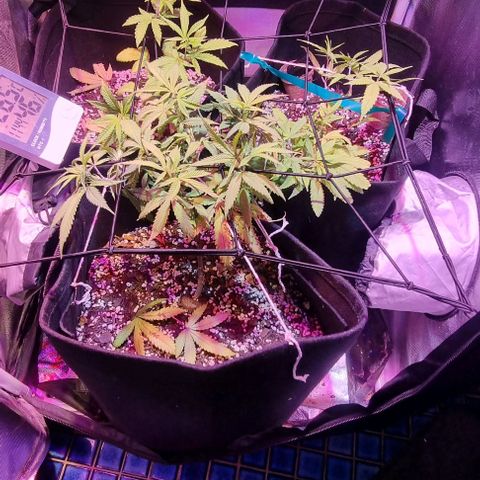 Big Bud growlog timeline photo