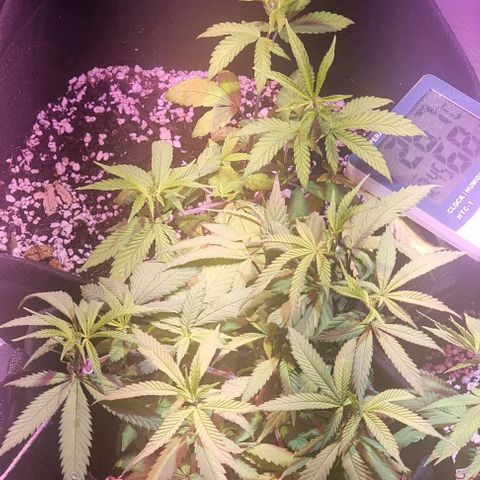 Big Bud growlog timeline photo