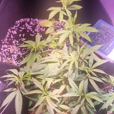 Big Bud growlog timeline photo