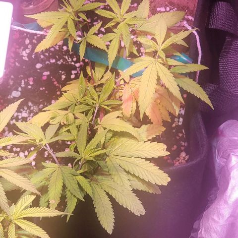 Big Bud growlog timeline photo