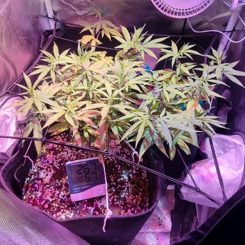 Big Bud growlog photo: Watering every two days, most times with nutrients 



