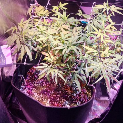 Big Bud growlog photo: Still in veg