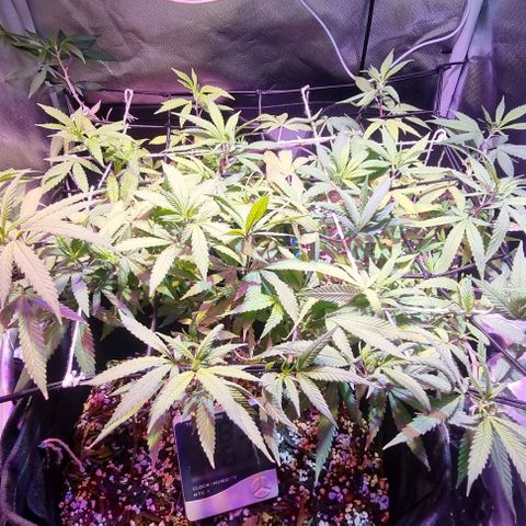 Big Bud growlog photo: Watering with nutes every 2 to 3 days