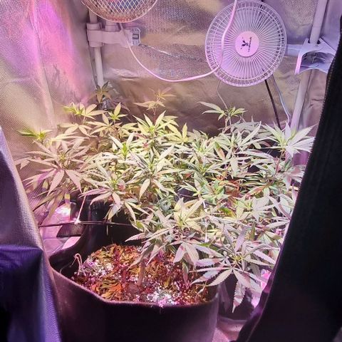 Big Bud growlog timeline photo
