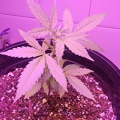 Northern Lights Auto growlog timeline photo