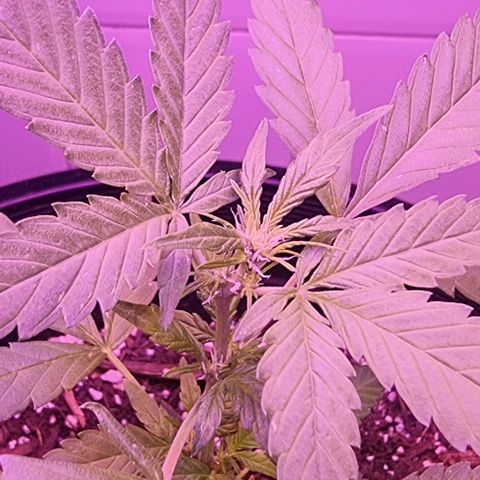 Northern Lights Auto growlog timeline photo